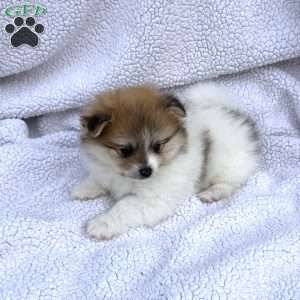 Marlie, Pomeranian Puppy
