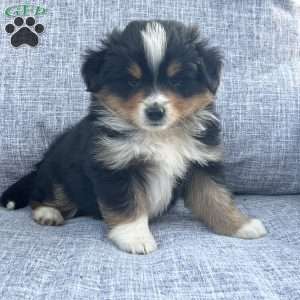 Dakota, Miniature Australian Shepherd Puppy