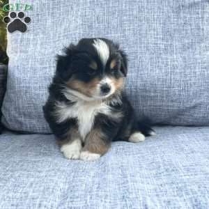 Ranger, Miniature Australian Shepherd Puppy