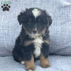 Scout, Miniature Australian Shepherd Puppy