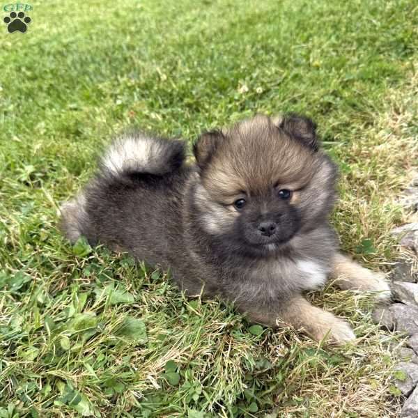Benji, Pomeranian Puppy