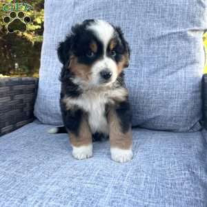 Maverick, Miniature Australian Shepherd Puppy