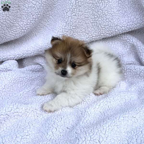 Marlie, Pomeranian Puppy