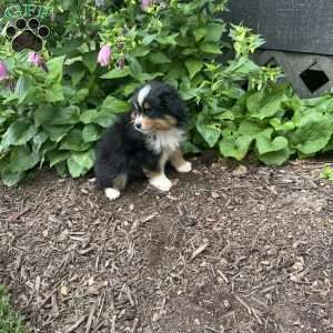 Ranger, Miniature Australian Shepherd Puppy