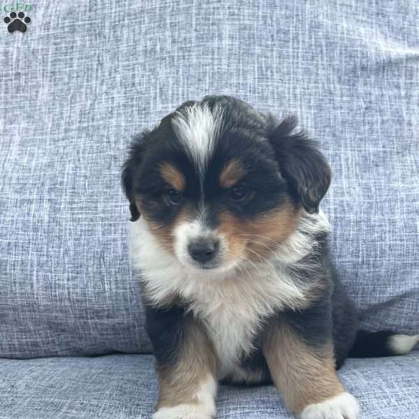 Dakota, Miniature Australian Shepherd Puppy