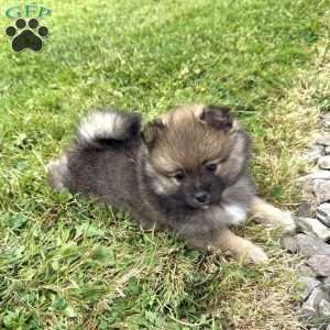 Benji, Pomeranian Puppy