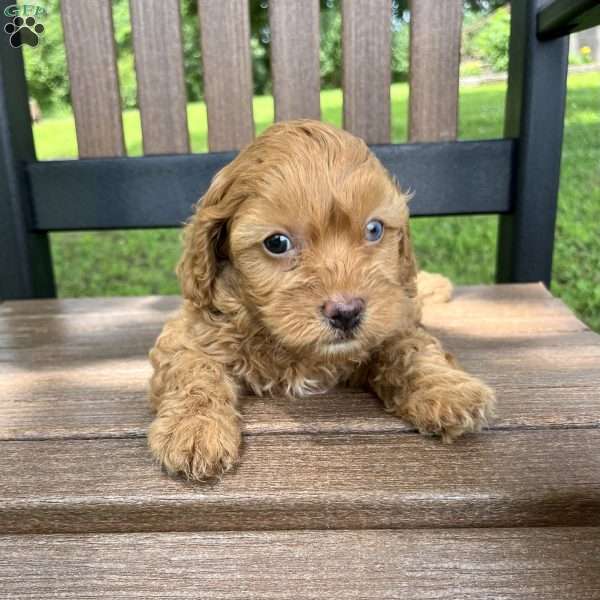 Bethany, Cavapoo Puppy