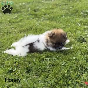 Honey, Pomeranian Puppy