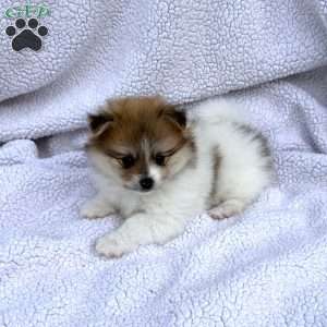 Marlie, Pomeranian Puppy