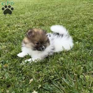 Honey, Pomeranian Puppy