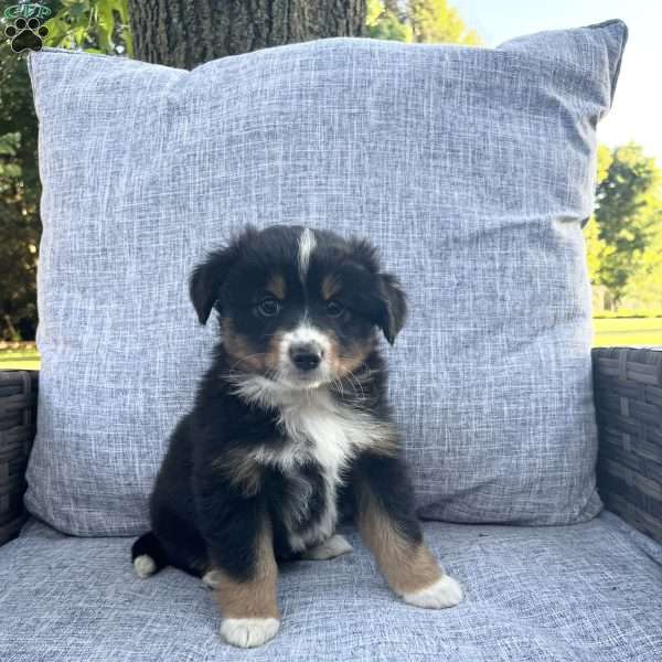 Bandit, Miniature Australian Shepherd Puppy