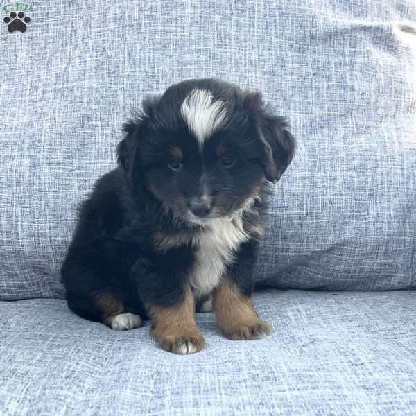 Scout, Miniature Australian Shepherd Puppy