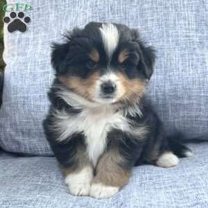 Ranger, Miniature Australian Shepherd Puppy