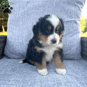 Maverick, Miniature Australian Shepherd Puppy