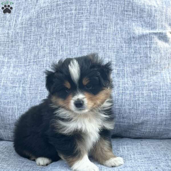 Ranger, Miniature Australian Shepherd Puppy