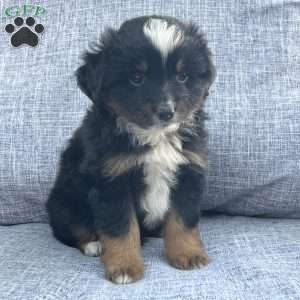 Scout, Miniature Australian Shepherd Puppy