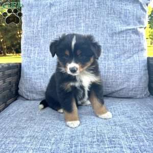 Bandit, Miniature Australian Shepherd Puppy