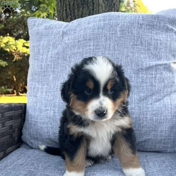 Maverick, Miniature Australian Shepherd Puppy