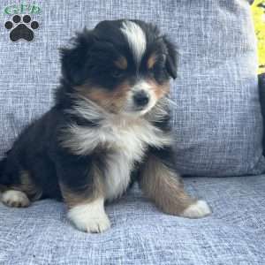 Dakota, Miniature Australian Shepherd Puppy