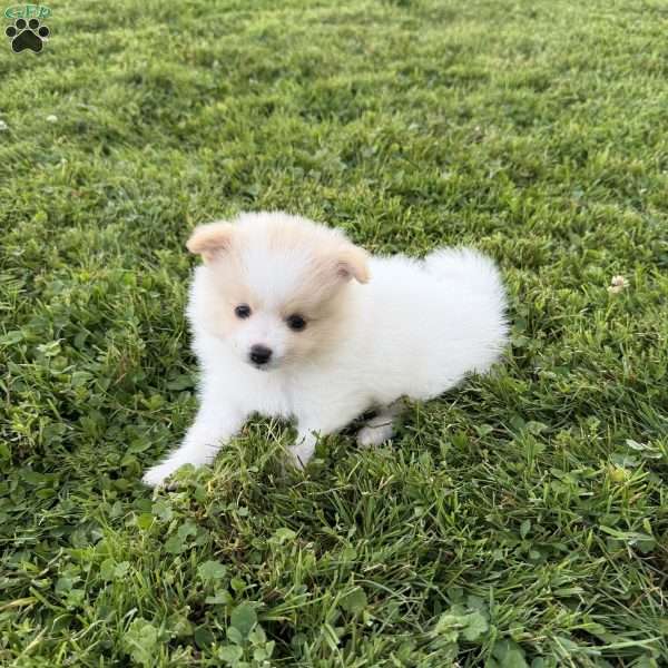 Ollie, Pomeranian Puppy