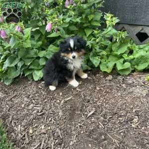 Ranger, Miniature Australian Shepherd Puppy