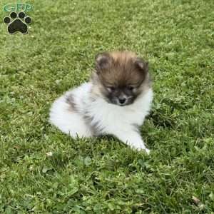 Honey, Pomeranian Puppy