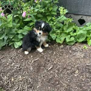 Ranger, Miniature Australian Shepherd Puppy