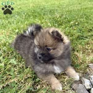Benji, Pomeranian Puppy