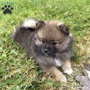 Benji, Pomeranian Puppy
