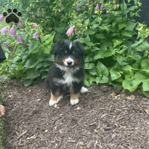 Bandit, Miniature Australian Shepherd Puppy