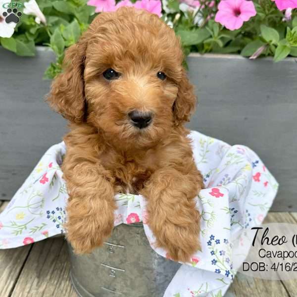 Theo, Cavapoo Puppy