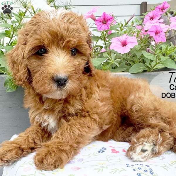 Tilly, Cavapoo Puppy