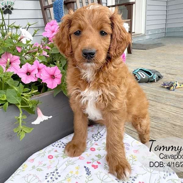 Tommy, Cavapoo Puppy