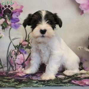 Turner, Miniature Schnauzer Puppy