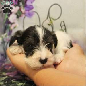 Turner, Miniature Schnauzer Puppy