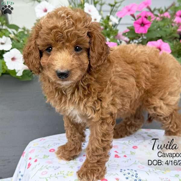 Twila, Cavapoo Puppy