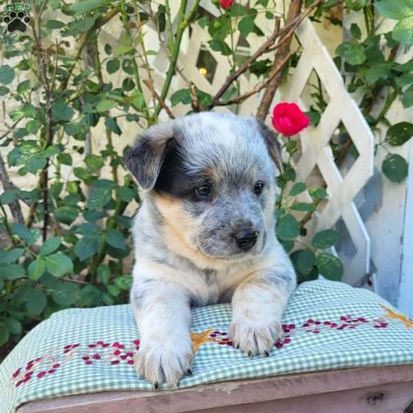 Wiggles, Blue Heeler Mix Puppy