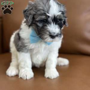 Winnie, Mini Bernedoodle Puppy