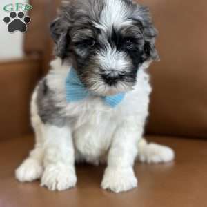Winnie, Mini Bernedoodle Puppy