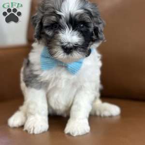 Winnie, Mini Bernedoodle Puppy
