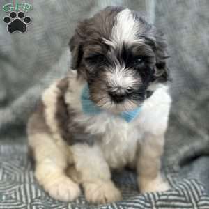 Winnie, Mini Bernedoodle Puppy