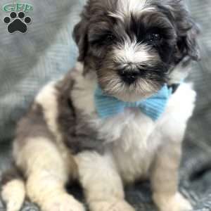 Winnie, Mini Bernedoodle Puppy