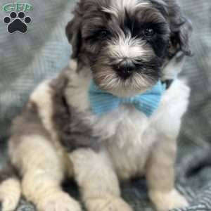 Winnie, Mini Bernedoodle Puppy