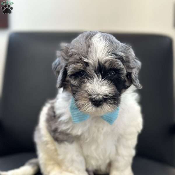 Winnie, Mini Bernedoodle Puppy