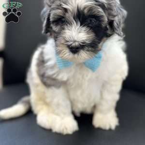 Winnie, Mini Bernedoodle Puppy