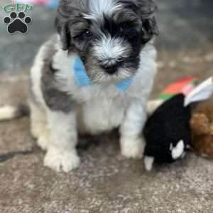 Winnie, Mini Bernedoodle Puppy