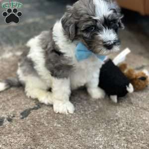 Winnie, Mini Bernedoodle Puppy