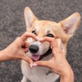 woman making a heart shape with her fingers and a corgi sticking its nose through the heart