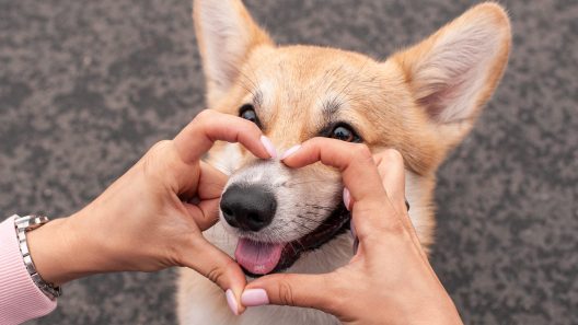 Why Are Dogs So Good at Social Referencing?