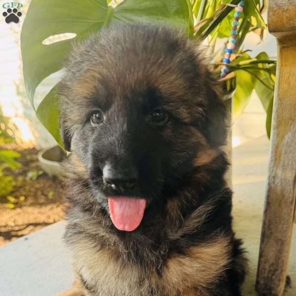 Millie, German Shepherd Puppy
